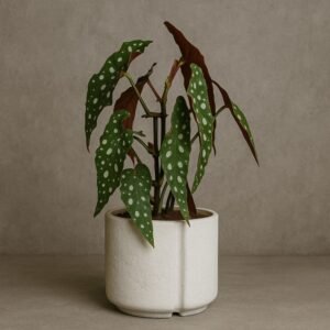 Begonia Maculata