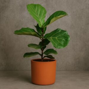 Ficus Lyrata