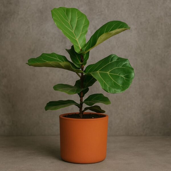 Ficus Lyrata