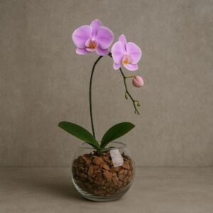 Orquídea Phaleanopsis