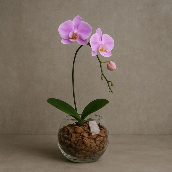 Orquídea Phaleanopsis