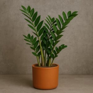 Zamioculca